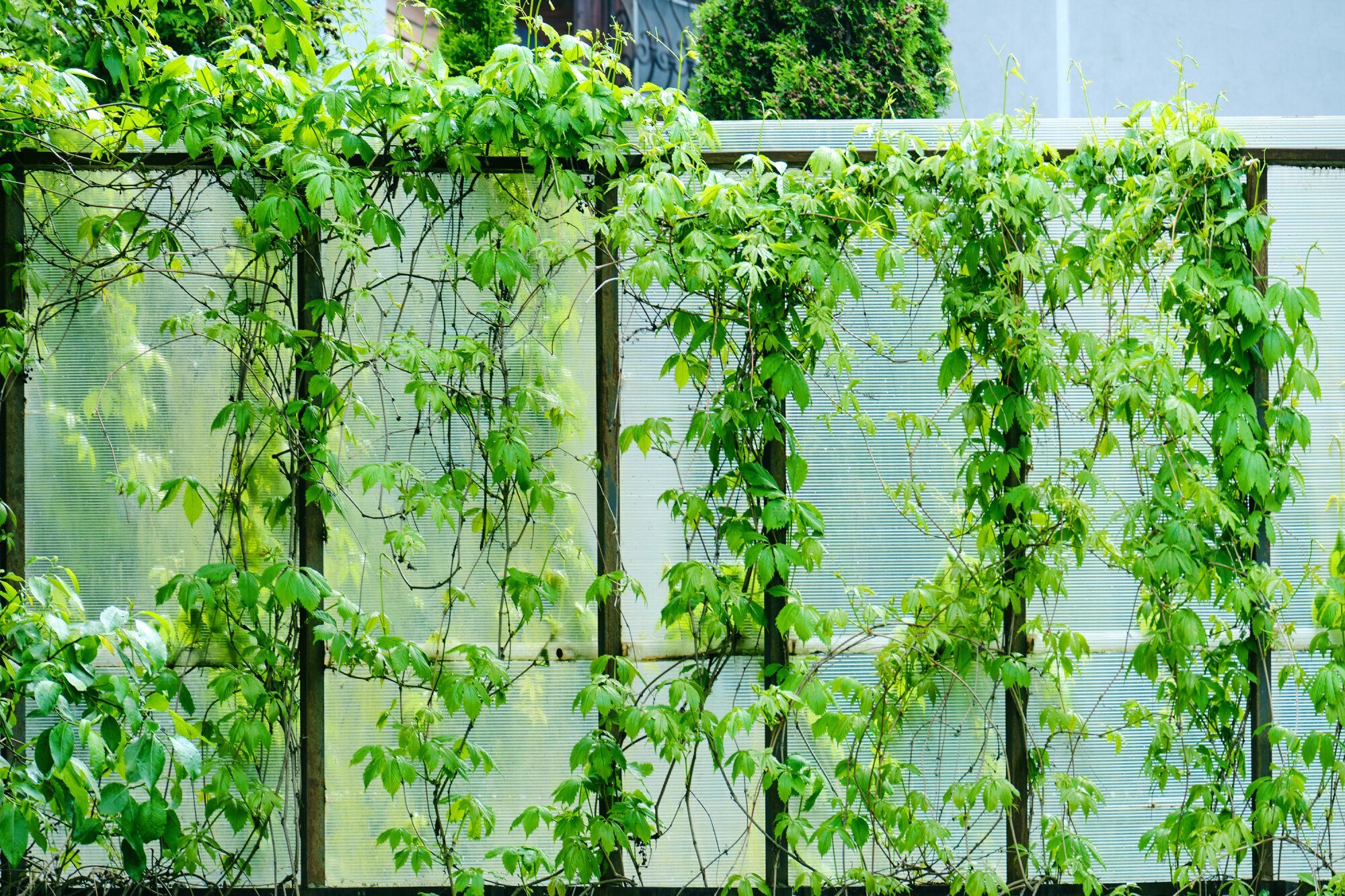 Grape vine curls on a fence at home, summer nature